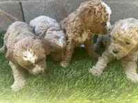 Mini Goldendoodles, a female Miniature Goldendoodle for sale in Buckeye, AZ – Photo 3 of 4