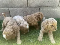 Mini Goldendoodles, a female Miniature Goldendoodle for sale in Buckeye, AZ – Photo 2 of 4