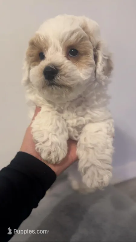 BICHPOO PUPPY, a male Bichpoo for sale in Buckeye, AZ – Photo 1 of 4