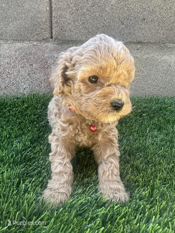 Mini Goldendoodle, a female Miniature Goldendoodle for sale in Buckeye, AZ – Photo 1 of 5