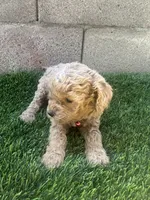 Mini Goldendoodle, a female Miniature Goldendoodle for sale in Buckeye, AZ – Photo 4 of 5