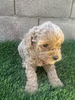Mini Goldendoodle, a female Miniature Goldendoodle for sale in Buckeye, AZ – Photo 5 of 5
