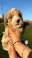 MINI GOLDENDOODLE , a male Miniature Goldendoodle for sale in Buckeye, AZ – Photo 1 of 3
