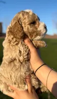 MINI GOLDENDOODLE , a male Miniature Goldendoodle for sale in Buckeye, AZ – Photo 3 of 3