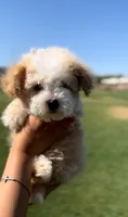 TOY POODLE, a female Poodle - Toy  for sale in Buckeye, AZ – 2 of 3