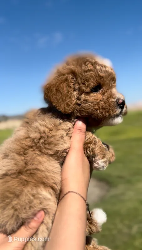 FEMALE MINI GOLDENDOODLE – Miniature Goldendoodle puppy for sale in Buckeye, AZ