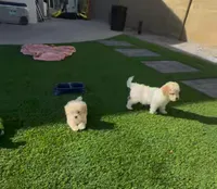 Toy poodle, a female Poodle - Toy  for sale in Buckeye, AZ – Photo 5 of 5