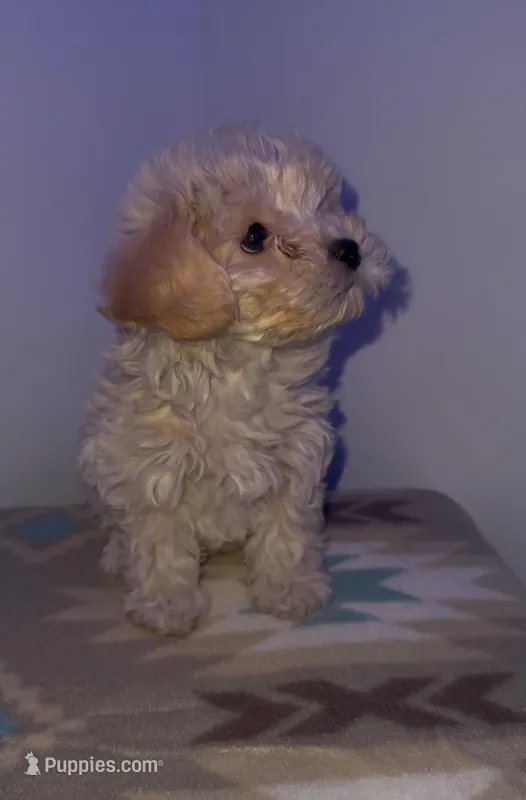 Toy poodle, a female Poodle - Toy  for sale in Buckeye, AZ – Photo 1 of 5