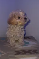 Toy poodle, a female Poodle - Toy  for sale in Buckeye, AZ – Photo 1 of 5