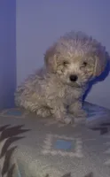 Toy poodle, a female Poodle - Toy  for sale in Buckeye, AZ – Photo 3 of 5
