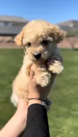 MALTIPOO, a male Maltipoo for sale in Buckeye, AZ – Photo 1 of 3