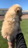 MALTIPOO, a male Maltipoo for sale in Buckeye, AZ – Photo 2 of 3