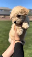 MALTIPOO, a male Maltipoo for sale in Buckeye, AZ – Photo 3 of 3