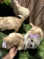 Girl 2, a female Maltipoo and Miniature Goldendoodle for sale in Buckeye, AZ – Photo 5 of 5