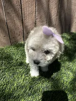 Girl 2, a female Maltipoo and Miniature Goldendoodle for sale in Buckeye, AZ – Photo 4 of 5
