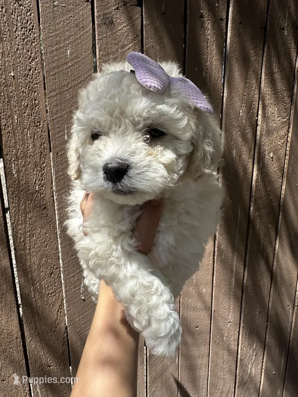 Girl 2, a female Maltipoo and Miniature Goldendoodle for sale in Buckeye, AZ – Photo 1 of 5