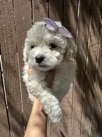 Girl 2, a female Maltipoo and Miniature Goldendoodle for sale in Buckeye, AZ – Photo 1 of 5