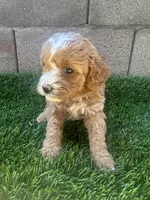 Mini Goldendoodle, a female Miniature Goldendoodle for sale in Buckeye, AZ – Photo 1 of 4