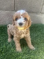 Mini Goldendoodle, a female Miniature Goldendoodle for sale in Buckeye, AZ – Photo 2 of 4