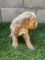 Mini Goldendoodle, a female Miniature Goldendoodle for sale in Buckeye, AZ – Photo 4 of 4