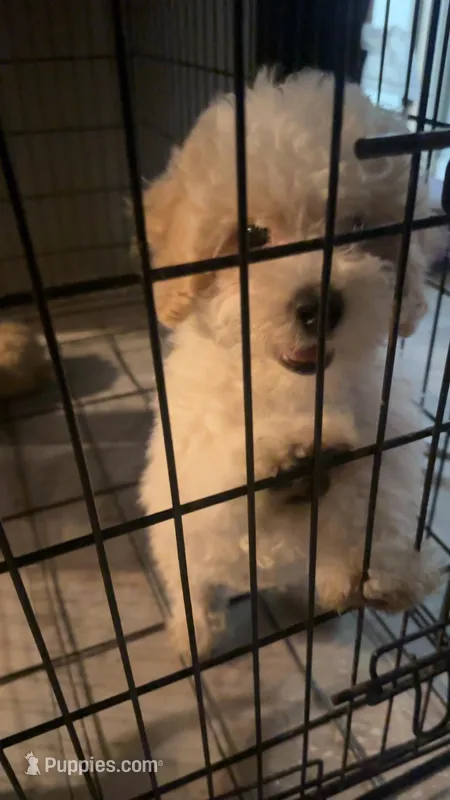 BICHPOO PUPPY, a male Bichpoo for sale in Buckeye, AZ – Photo 1 of 2