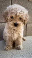 MALTIPOO, a male Maltipoo for sale in Buckeye, AZ – Photo 1 of 3