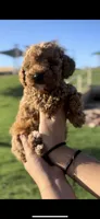 TOY POODLE, a male Poodle - Toy  for sale in Buckeye, AZ – 6 of 6