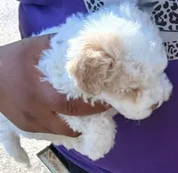 Toy poodle, a female Poodle - Toy  for sale in Buckeye, AZ – Photo 2 of 4