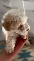 Toy poodle, a female Poodle - Toy  for sale in Buckeye, AZ – Photo 1 of 4