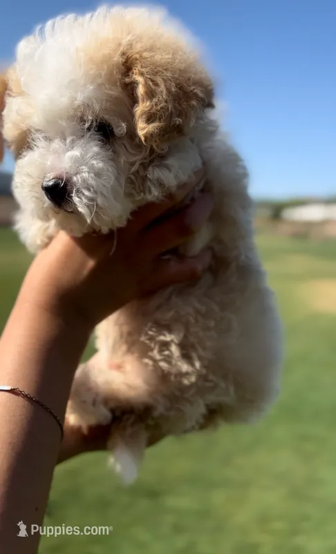 TOY POODLE – Poodle - Toy  puppy for sale in Buckeye, AZ