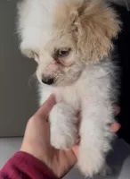 FEMALE PUPPY, a female Bichon Frise and Chihuahua for sale in Buckeye, AZ – Photo 4 of 4