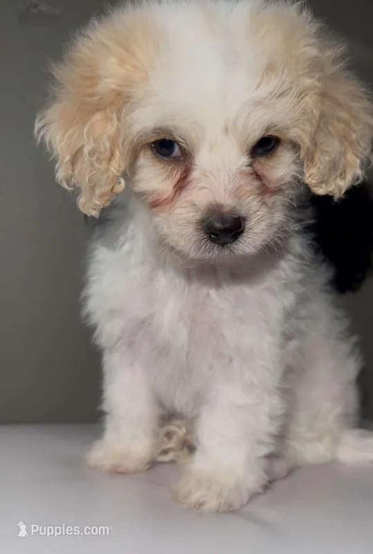 FEMALE PUPPY, a female Bichon Frise and Chihuahua for sale in Buckeye, AZ – Photo 1 of 4