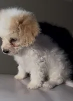 FEMALE PUPPY, a female Bichon Frise and Chihuahua for sale in Buckeye, AZ – Photo 3 of 4