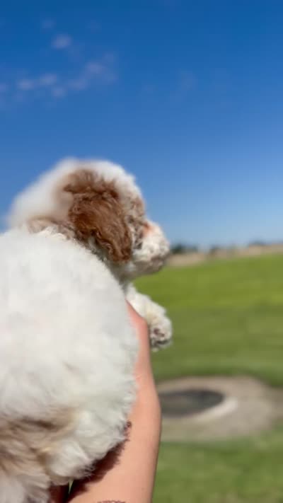MALE MINI GOLDENDOODLE, a male Miniature Goldendoodle for sale in Buckeye, AZ – 1 of 1