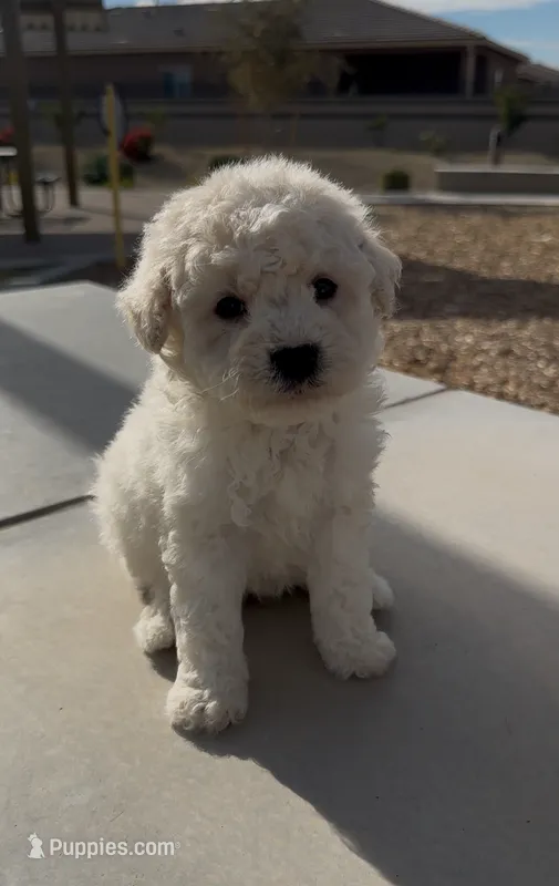 MALTIPOO
