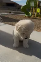 MALTIPOO, a male Maltipoo for sale in Buckeye, AZ – Photo 4 of 4