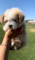 TOY POODLE, a female Poodle - Toy  for sale in Buckeye, AZ – 3 of 3