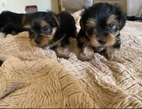 Purebred, a female Yorkshire Terrier for sale in Buckeye, AZ – Photo 2 of 2