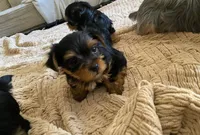 Purebred, a female Yorkshire Terrier for sale in Buckeye, AZ – Photo 1 of 2