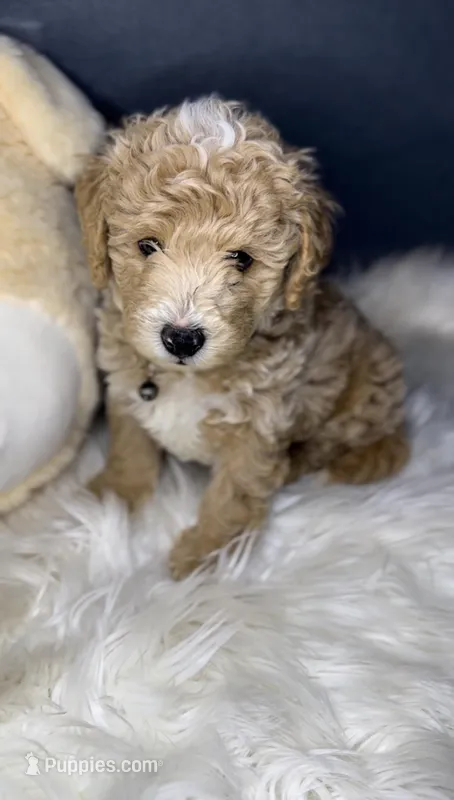 PUREBRED MINI DOODLE, a male Poodle - Miniature  and Miniature Goldendoodle for sale in Buckeye, AZ – Photo 1 of 4