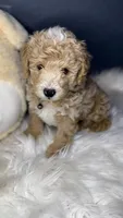 PUREBRED MINI DOODLE, a male Poodle - Miniature  and Miniature Goldendoodle for sale in Buckeye, AZ – Photo 1 of 4