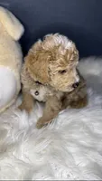 PUREBRED MINI DOODLE, a male Poodle - Miniature  and Miniature Goldendoodle for sale in Buckeye, AZ – Photo 2 of 4