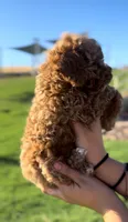 TOY POODLE, a male Poodle - Toy  for sale in Buckeye, AZ – 1 of 6