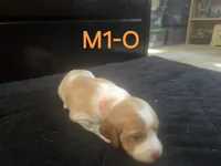 M1-O, a male French Brittany for sale in Sonora, CA – 2 of 3