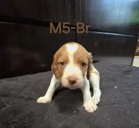 M5-Br, a male French Brittany for sale in Sonora, CA – 2 of 2