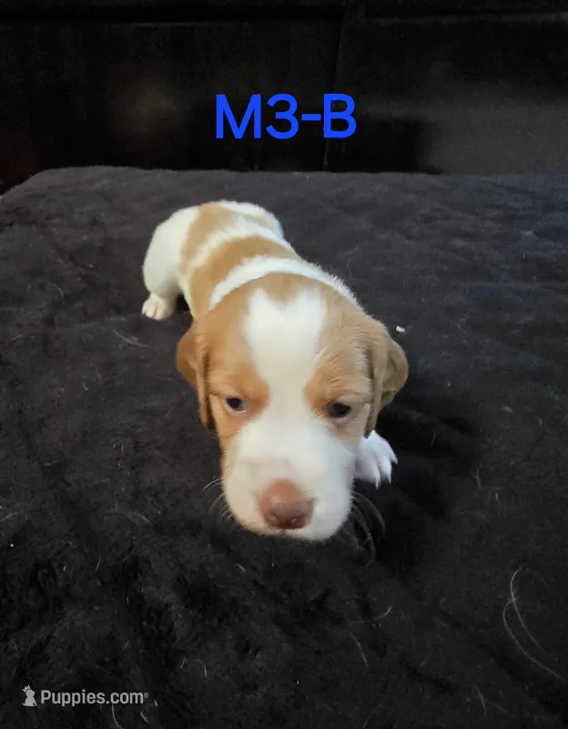 M3-B – French Brittany puppy for sale in Sonora, CA