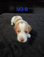 M3-B, a male French Brittany for sale in Sonora, CA – 1 of 2