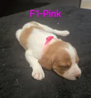 F1-Pink, a female French Brittany for sale in Sonora, CA – 2 of 2