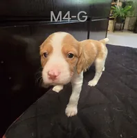 M4-G, a male French Brittany for sale in Sonora, CA – 2 of 2