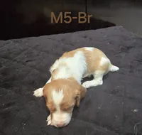 M5-Br, a male French Brittany for sale in Sonora, CA – 1 of 2